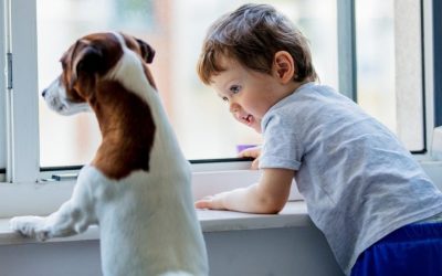 little boy and dog look out the window