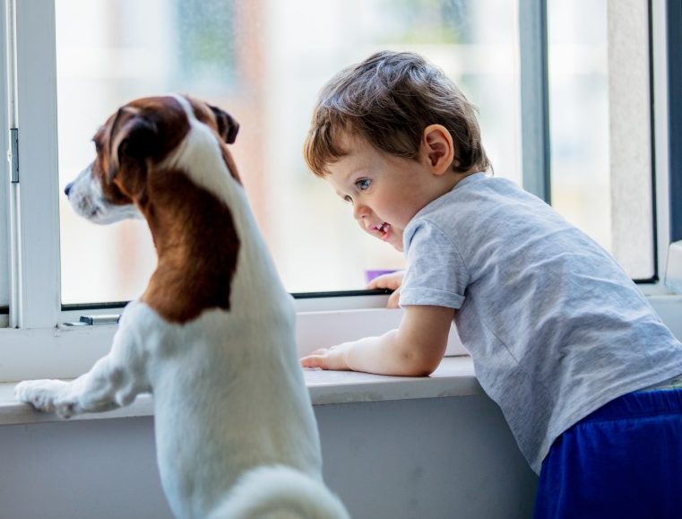 little boy and dog look out the window